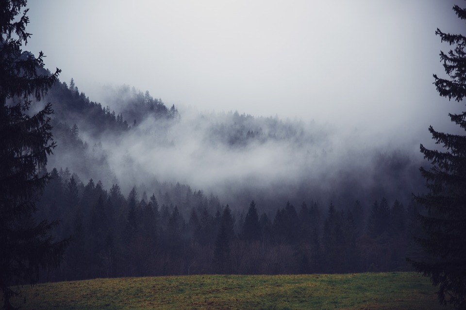 trees, mountain, fog