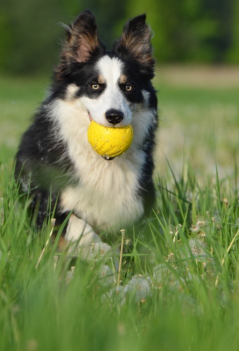 flower meadow, border collie, british sheepdog