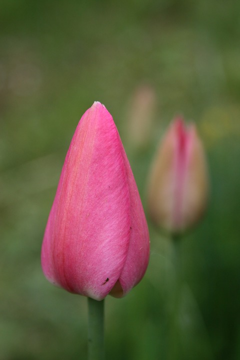 tulip, flower, pink