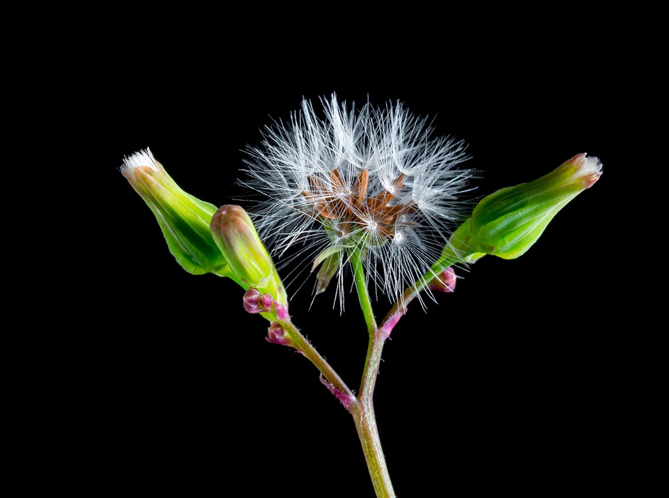 dandelion, small flower, wild flower
