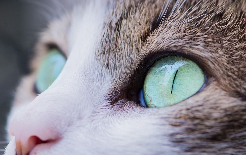 animal, cat, close-up