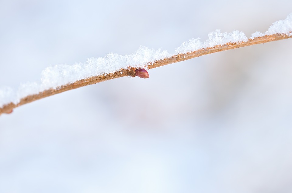 branch, snowy, eiskristalle