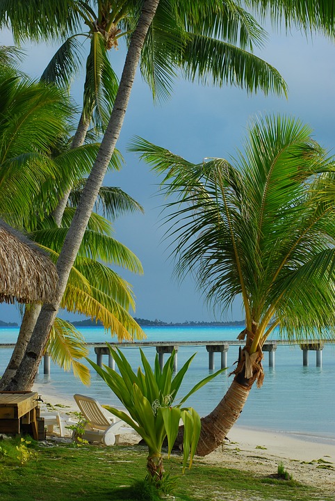 tropical beach, palm tree, island