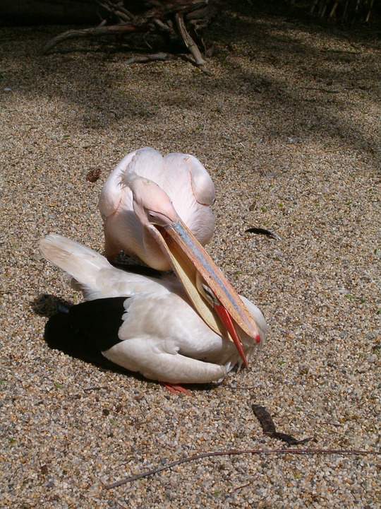 stork, k k heron, sweet baby