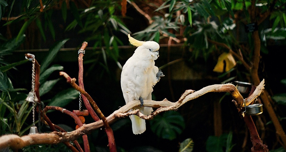 parrot, white, bird