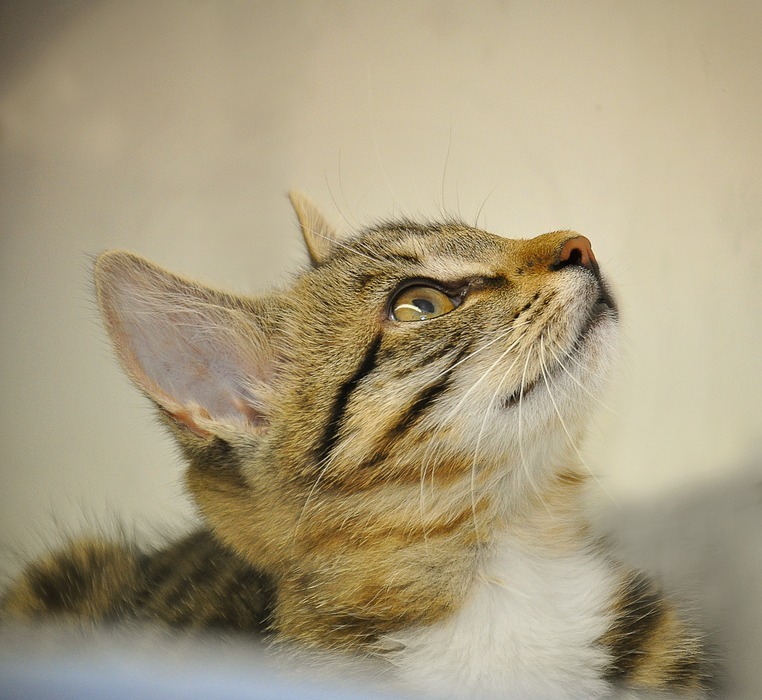 cat baby, profile, animal shelter