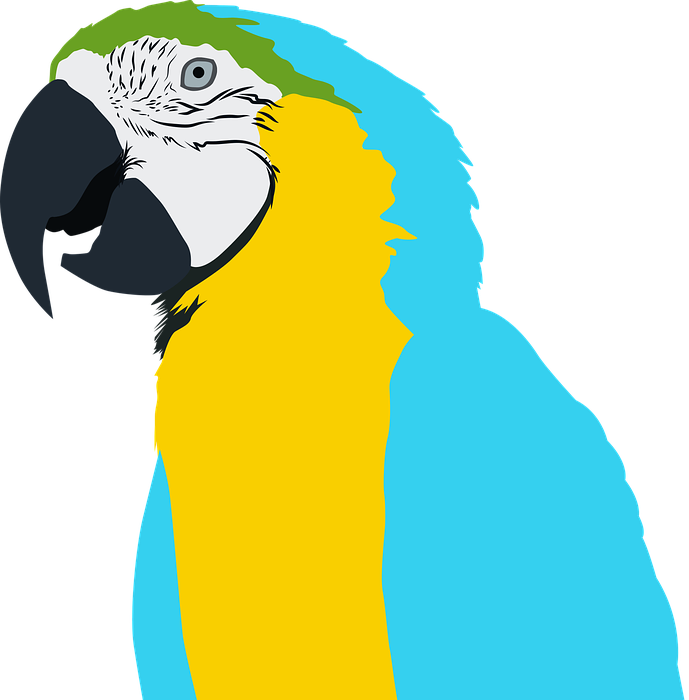 parrot, ave, bird