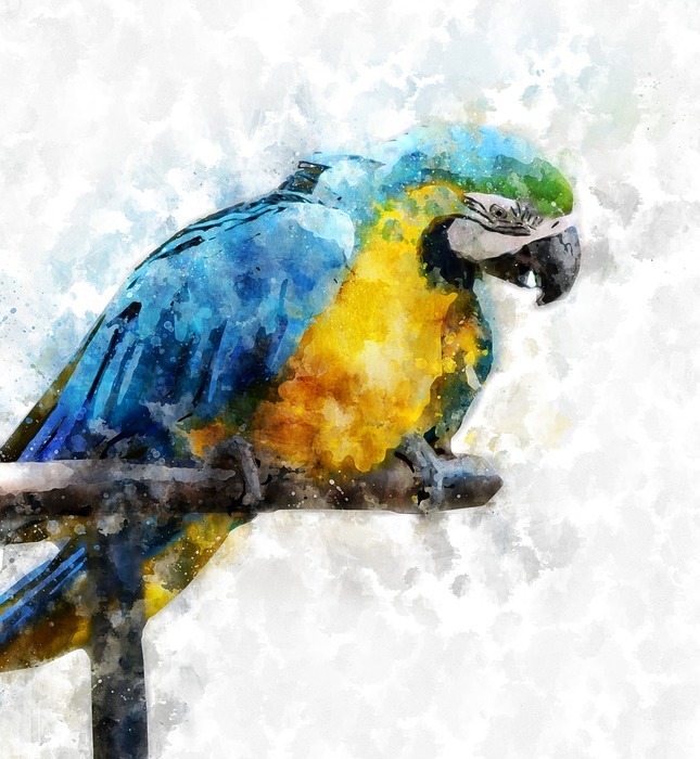 macaw, bird, animal