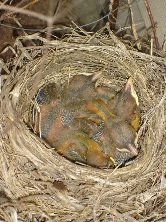 baby, robins, birds