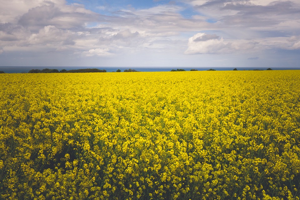 yellow, flowers, field