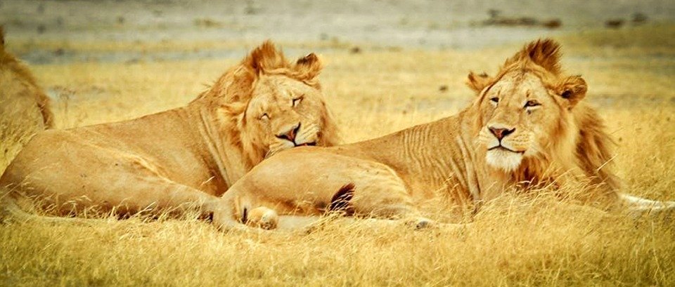 tanzania, serengeti national park, safari
