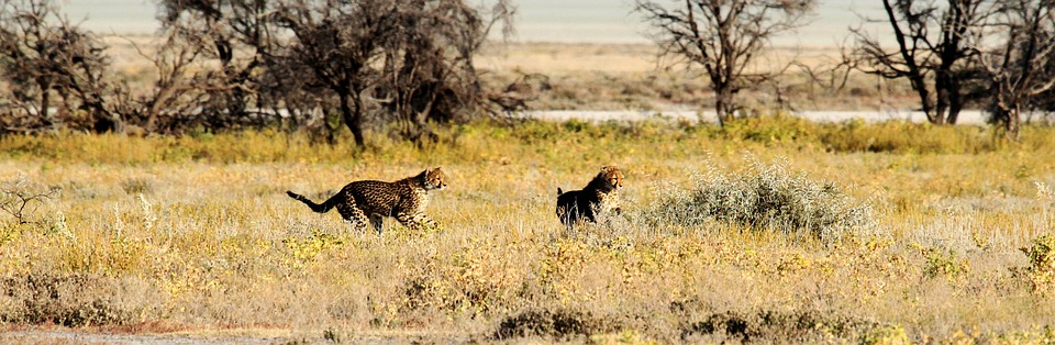 cheetah, etosha, namibia