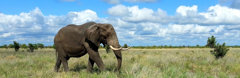 elephant, kruger national park, south africa