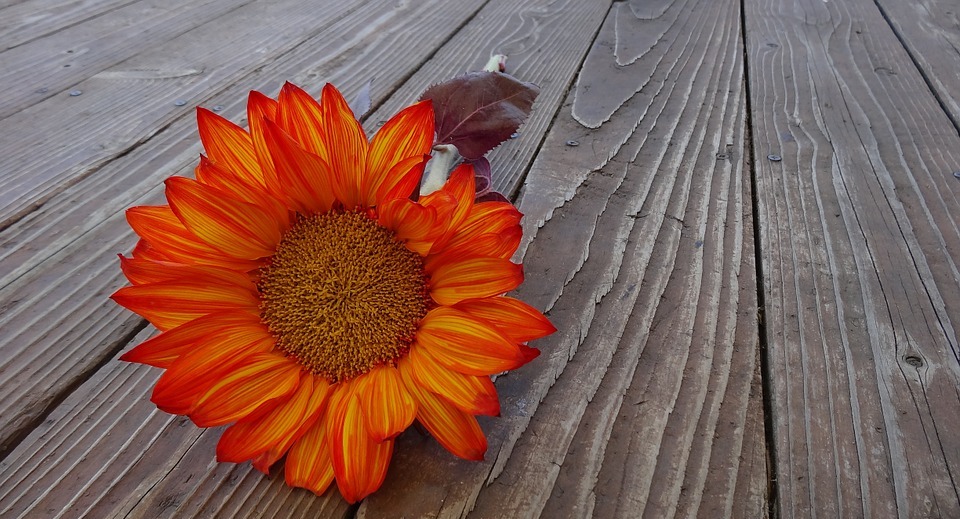 sunflower, autumn, flower