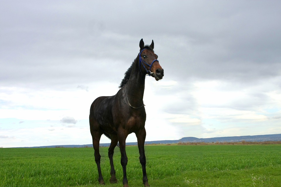 horse, black horse, animal
