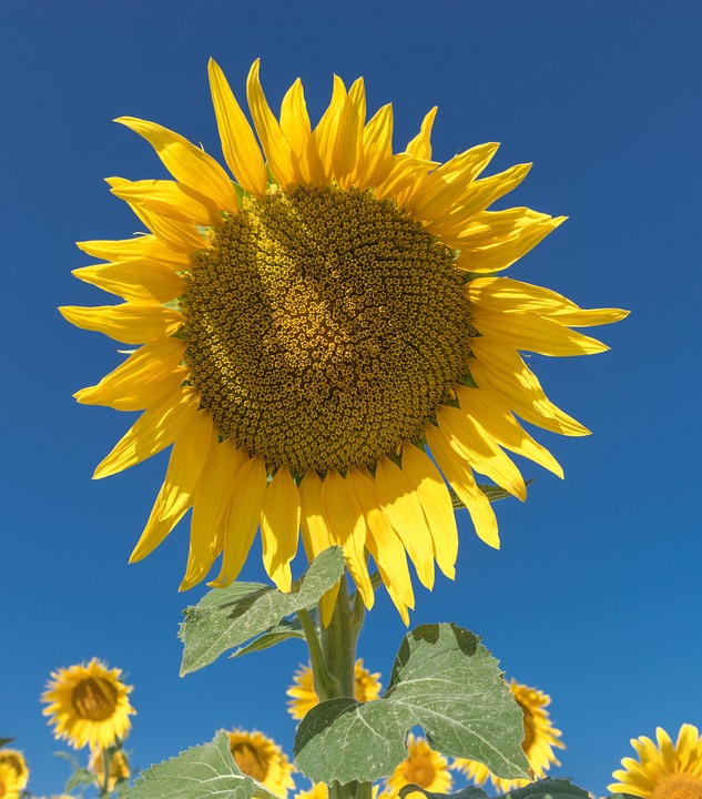 sunflower, flower, field