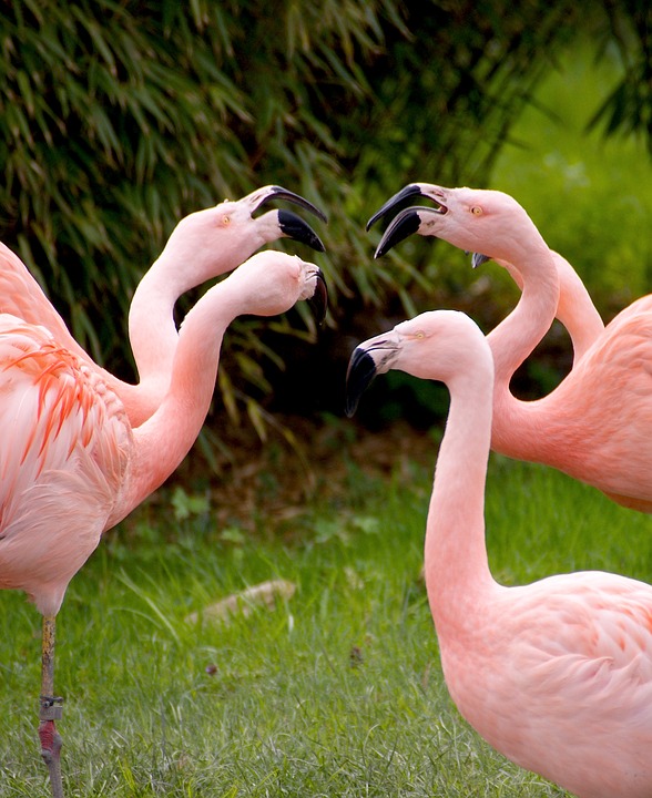 flamingos, birds, pink