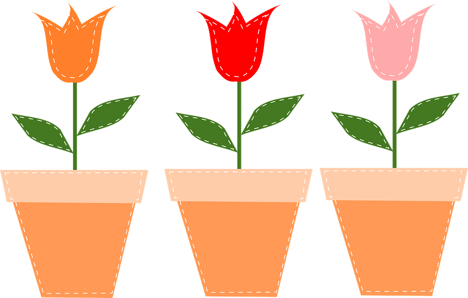 flower pots, pots, tulips