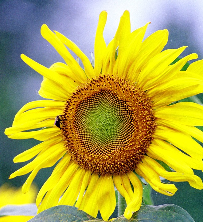 sunflower, flower, bee