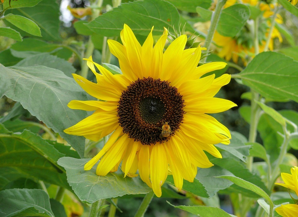 sunflower, yellow, bloom