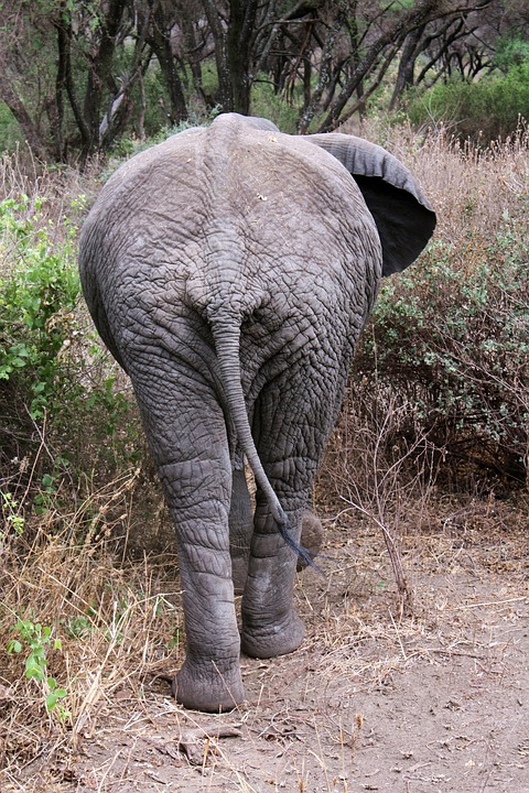 elephant, safari, tanzania