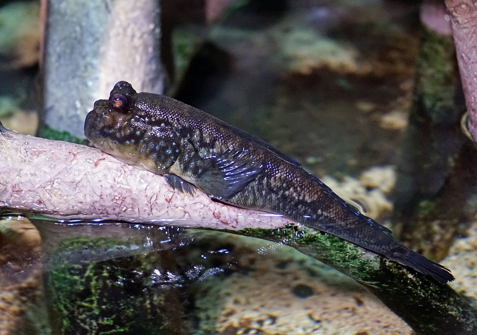 newt, amphibians, aquatic animal