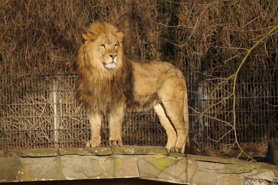 lion, zoo, cat