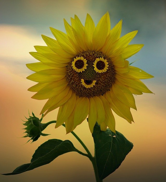 sunflower, smile, yellow