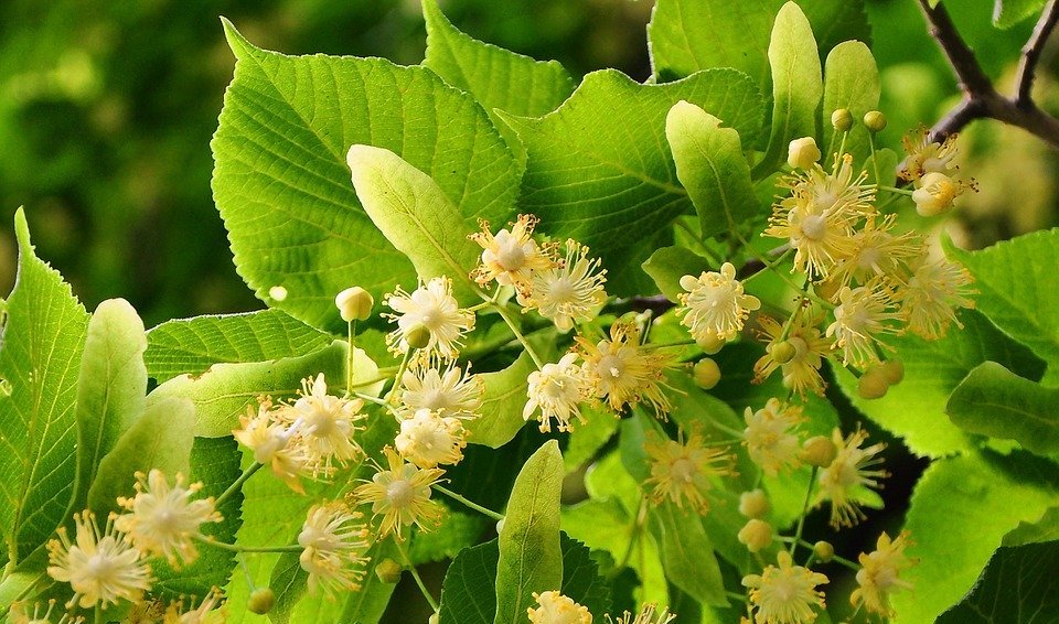 linden tree, small-leaved, herb