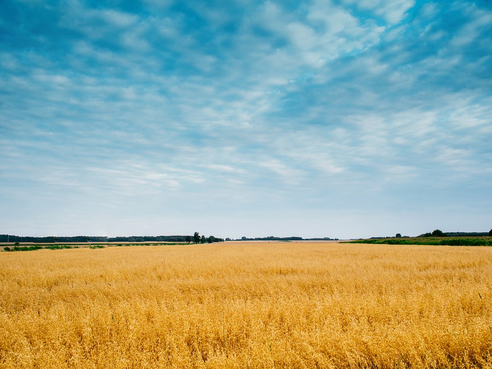 field, sky, wheat