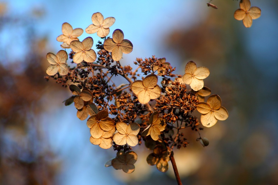 hydrangea, autumn, fall
