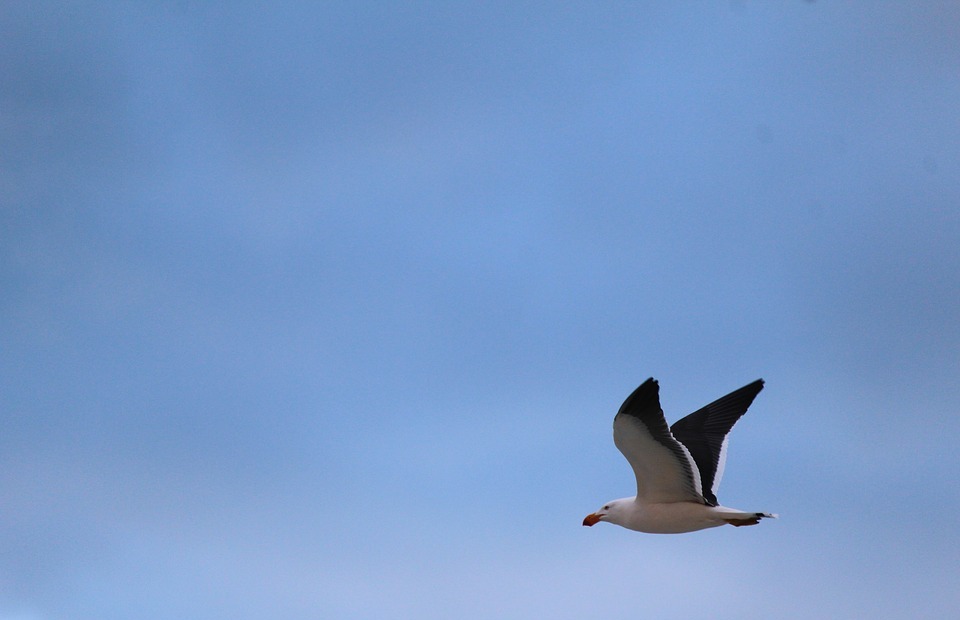 gull, pacific, flying