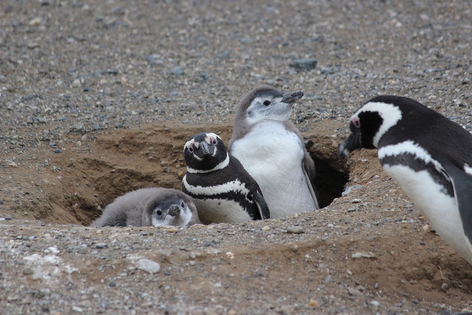 penguin family, penguin baby, animal