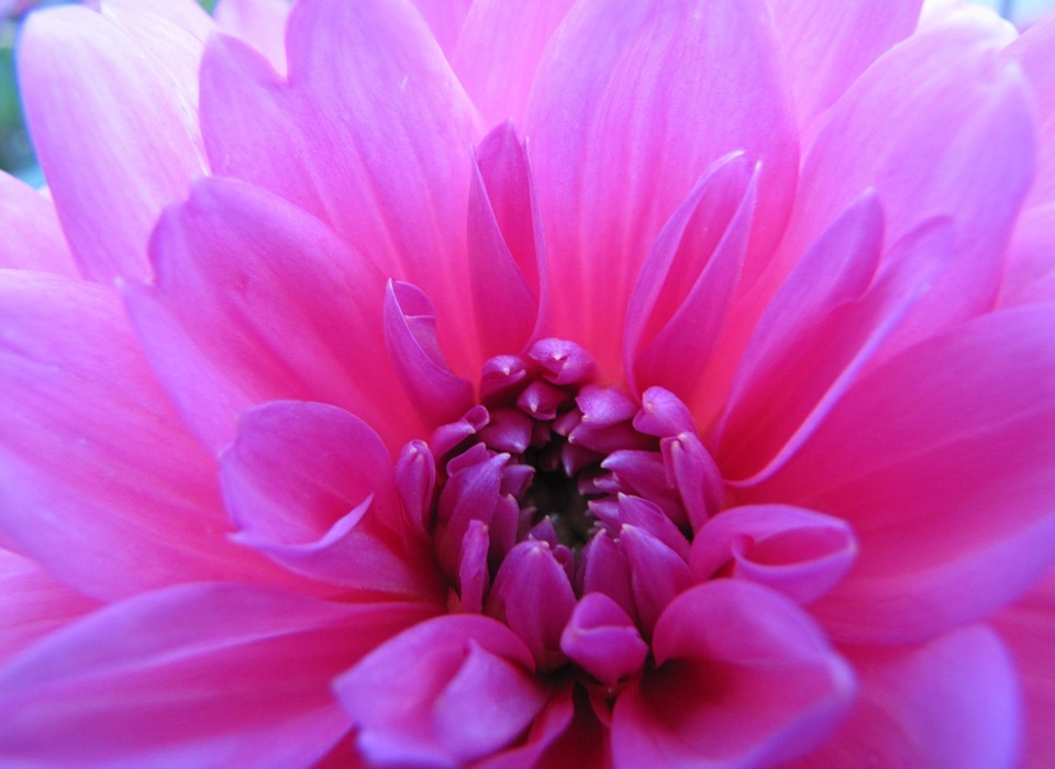 flower, dahlia, pink