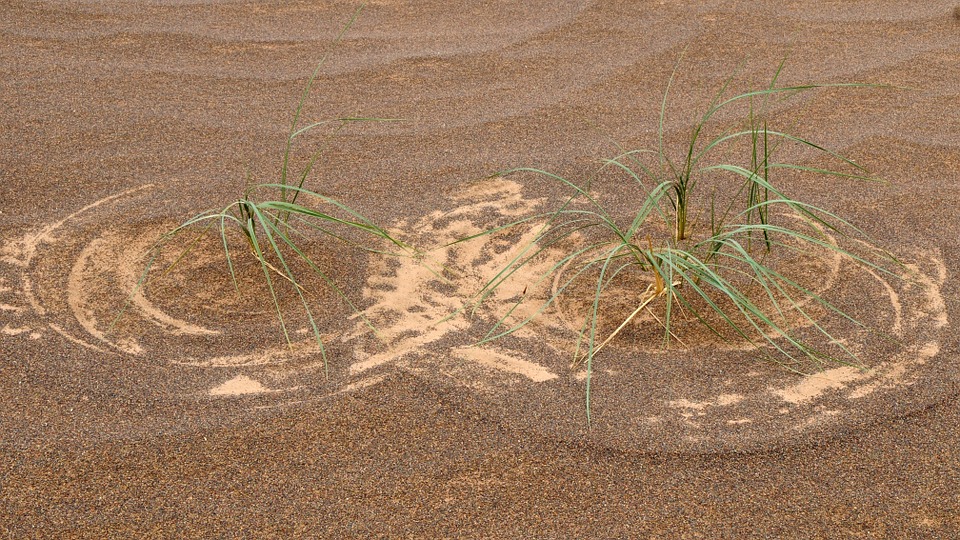mongolia, desert, grass pattern