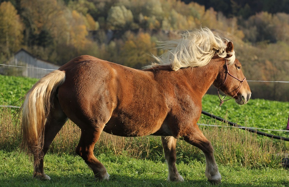 horse, animal, pferdeportrait