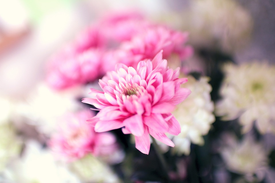 pink, flowers, garden