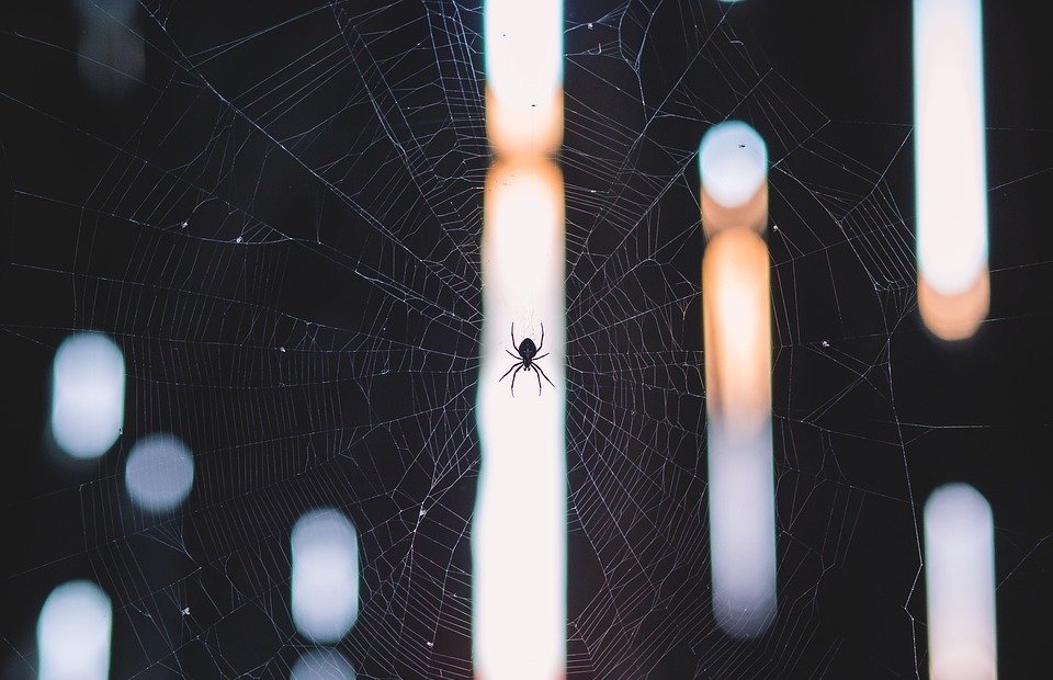 spider, web, insect