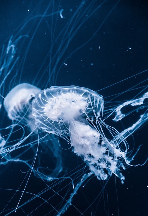 jellyfish, aquatic, animal