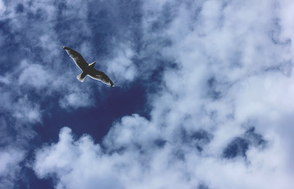 seagull, sky, bird