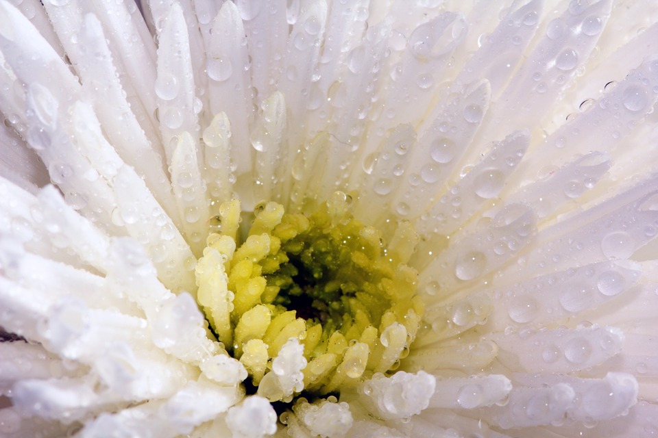 flower, white, chrysanthemum