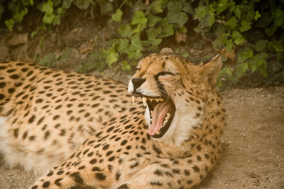 cheetah, predator, cat