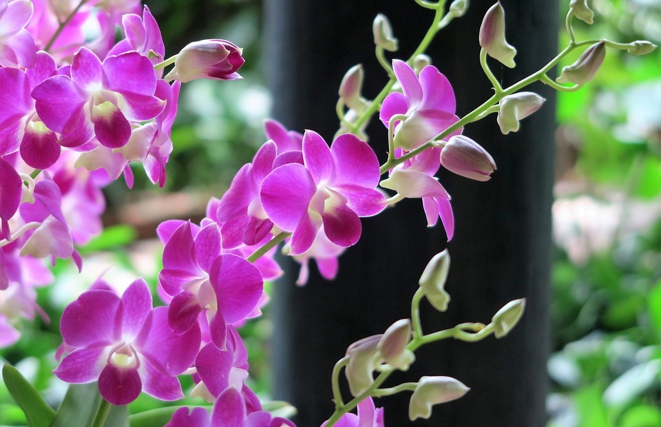 orchid, flowers, exotic