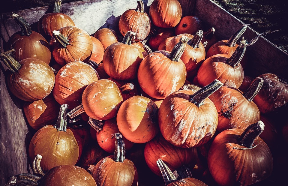 pumpkin, orange, thanksgiving