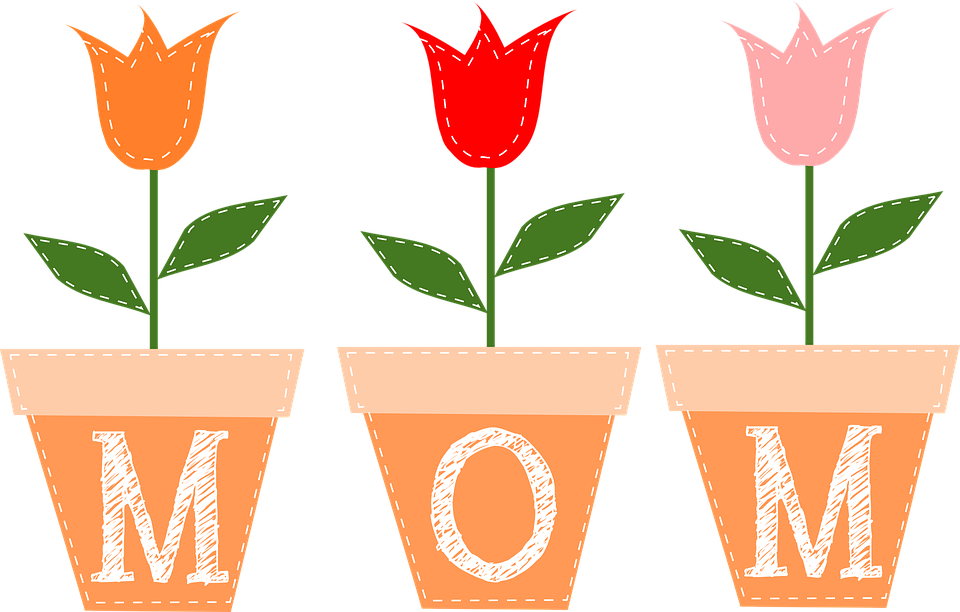 tulips, flowers, pots