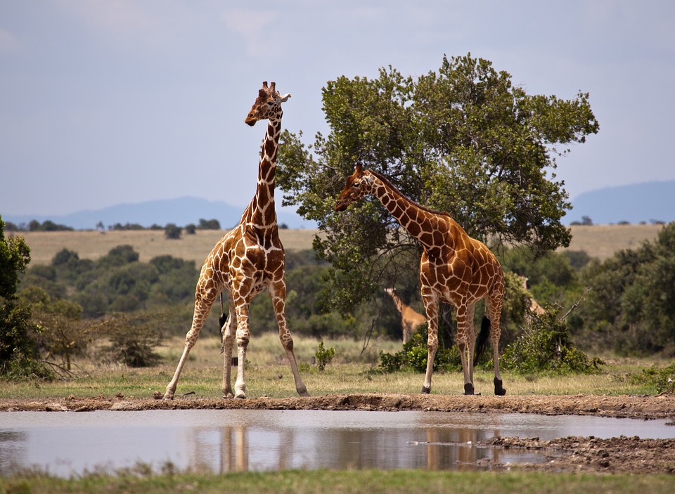 giraffe, safari, kenya