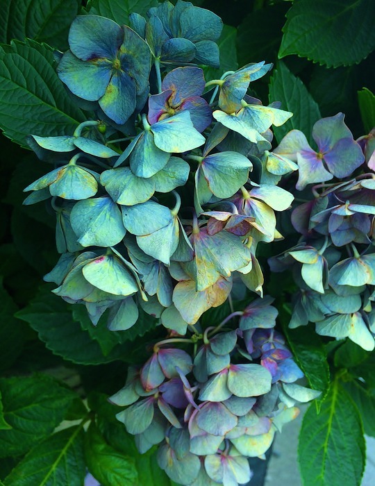 hydrangea, wilted, it was nearing withered