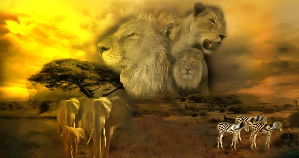 lion, africa, safari