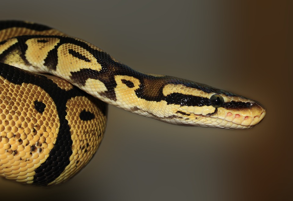 snake, ball python, python regius