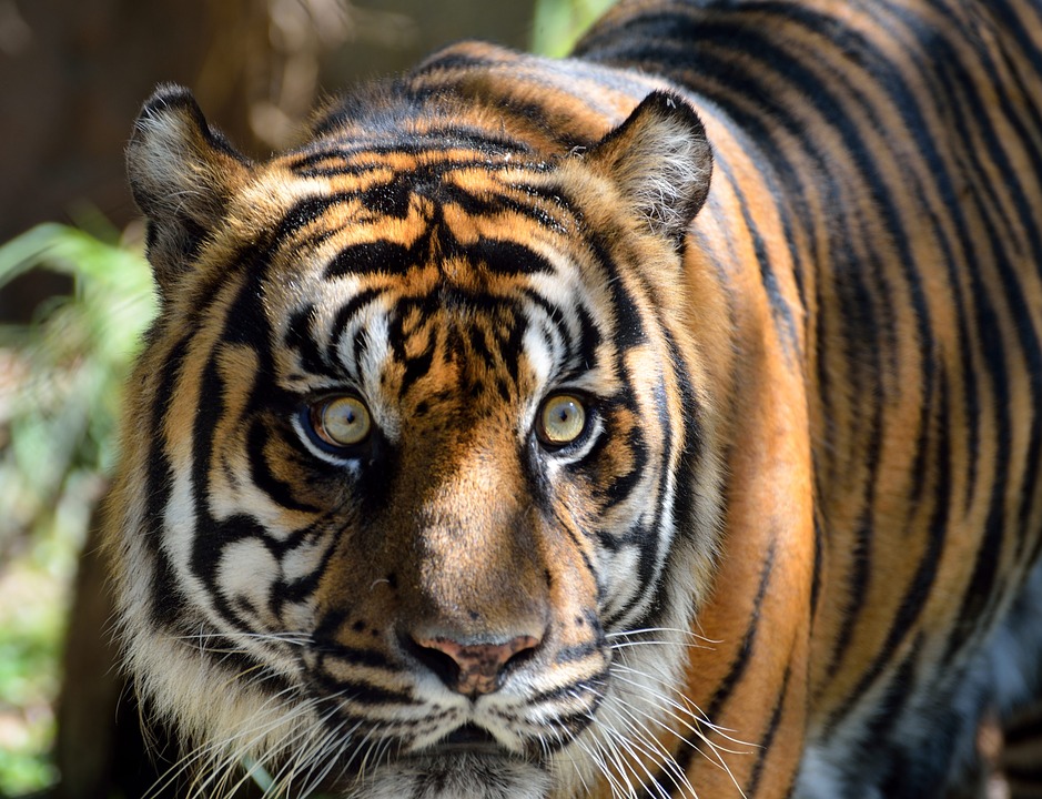 sumatran tiger, cat, large